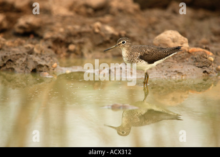 EINSAME SANDPIPER Tringa solitaria Stockfoto