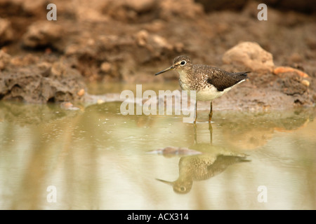 EINSAME SANDPIPER Tringa solitaria Stockfoto