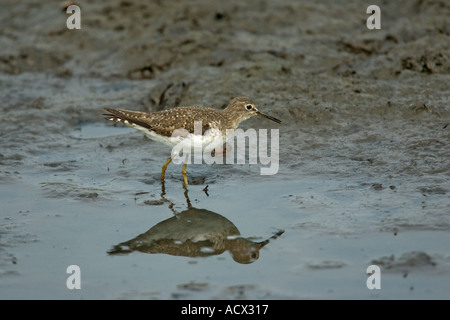 EINSAME SANDPIPER Tringa solitaria Stockfoto