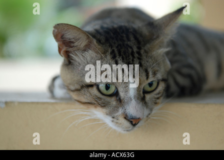 Makrele Tabby Katze Stockfoto