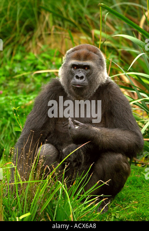 ROMINA DER WEIBLICHEN GORILLA IN BRISTOL ZOO GARDENS JETZT GENIEßEN VOLLEN ANBLICK IN BEIDEN AUGEN NACH ZWEI KATARAKT-OPERATIONEN OKT 2002 Stockfoto