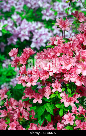 Rhododendron 'Hinomayo' Blüte vor Rhododendron Yedoense var Poukhanense (allgemeiner Name: koreanische Azalee) Stockfoto