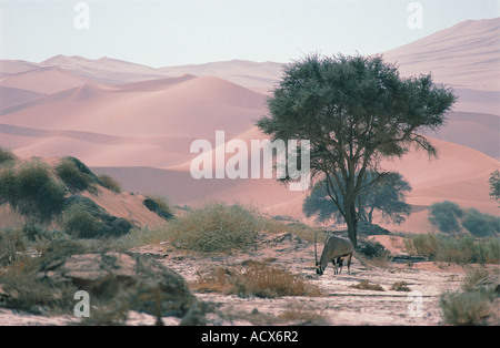 Gemsbock-browsing und Fütterung unter den Sanddünen in der Nähe von Sossusvlei Namib Naukluft Nationalpark Namibia Stockfoto