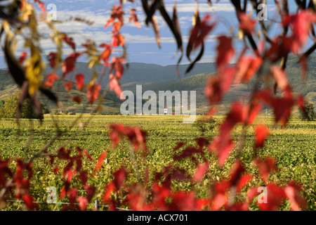 Herbstfarben in den Weinbergen von Ostfrankreich Stockfoto