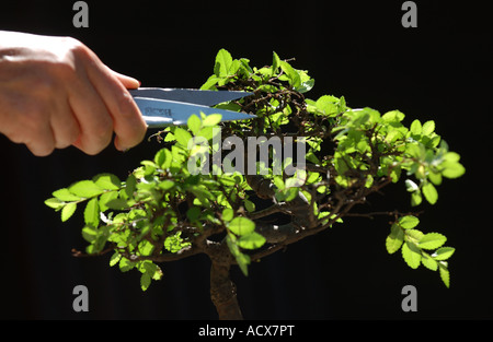 greenwood bonsai Greenwood