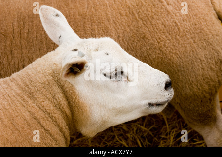 Texel Schafe Stockfoto