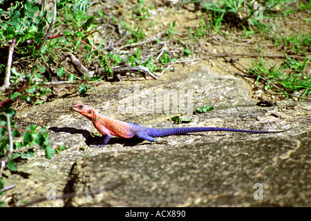 Unter der Leitung von Mwanza Wohnung Agama Eidechse oder unter der Leitung von Mwanza Flat Rock Agama Eidechse, Agama Mwanzae Agamidae, Kenia, Ostafrika Stockfoto