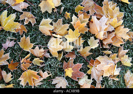 Frostigen Ahornblätter auf einer Wiese Stockfoto