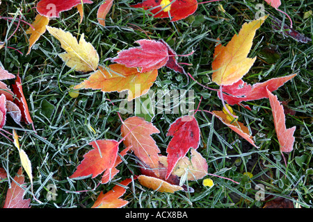 Rote und gelbe Mini Maple leafs auf einer Wiese Stockfoto
