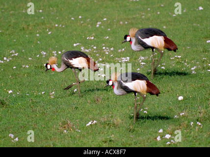 Eine Gruppe von drei grau gekrönte Kräne, Balearica Regulorum Gibbericeps, Masai Mara, Kenia, Ostafrika Stockfoto