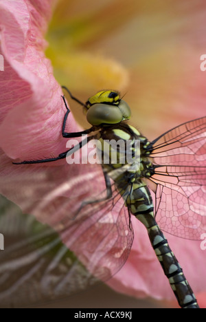 Gemeinsamen Hawker Libelle Stockfoto