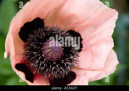 Nahaufnahme einer ungewöhnlich rosa und lila Mohn Blume zeigt die Staubblätter und Staubbeuteln umgeben von den zarten Blütenblättern Stockfoto