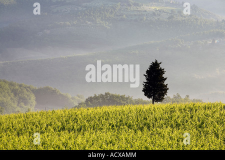 Italienische Landschaft mit Zypressen, eine Kulturlandschaft. Toskana Bauernhof und Weinberg, Poggibonisi, Provinz Siena, Italien, Europa, EU Stockfoto