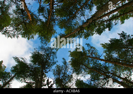 Blauer Himmel mit Wolken durch Kiefern blickte Stockfoto