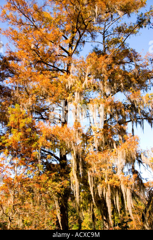 Spanish Moss von kahle Zypresse Baum orange Herbst Herbst Farben amerikanischen Süden südlichen Usa ikonische Bild hängen Stockfoto