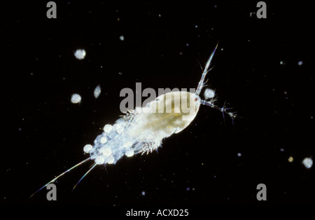 Wissenschaft Mikro Copepoden Stockfoto