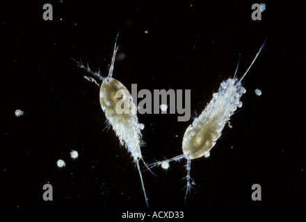 Wissenschaft Mikro Copepoden Stockfoto