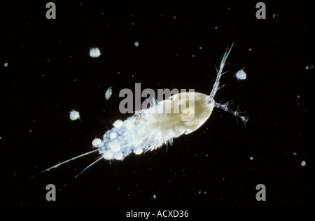 Wissenschaft Mikro Copepoden Stockfoto