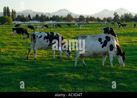 Holstein Kühe grasen auf der Wiese in der Abenddämmerung mit drei Schwestern Bergen in Oregon USA Stockfoto