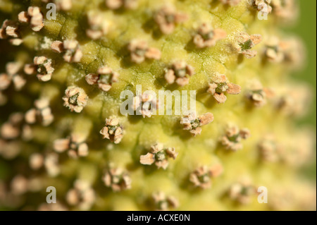 Western Skunk Cabbage (Lysichiton Americanus) im Botanischen Garten, Helsinki, Finnland, EU. Stockfoto