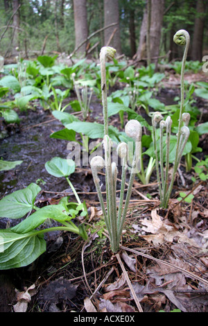 Feuchtgebiete zu streamen, Farn Wedel und Skunk Cabbage Symplocarpus foetidus Stockfoto