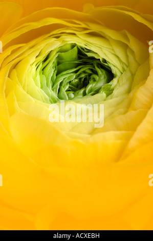 Nahaufnahme des jungen gelben Gerbera. Stockfoto