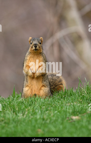 Östlichen Fuchs, Eichhörnchen stehend auf Hinterbeinen in s Hof Stockfoto