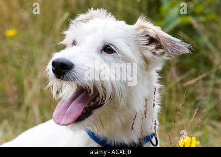 Jack Russel Terrier Stockfoto