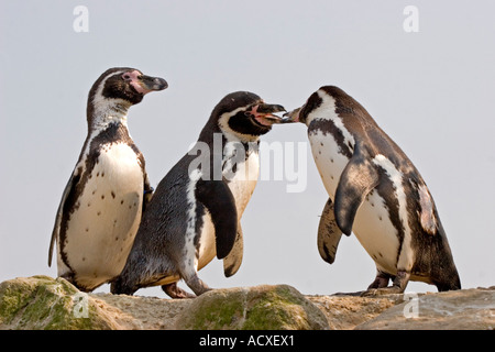 Humboldt-Pinguin (Spheniscus Humboldti) Stockfoto
