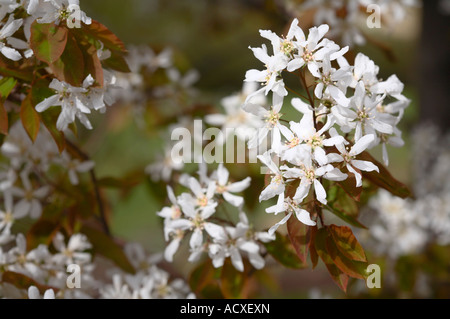 Glatte Shadbush (Amelanchier Laevis), auch genannt Allegheny Elsbeere, Kaisaniemi Botanischer Garten, Helsinki, Finnland, EU Stockfoto