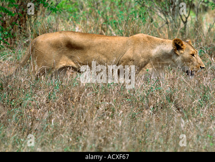 Löwin stalking-Opfer Stockfoto