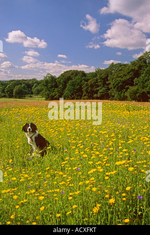 Wildblumenwiese Linn Park Glasgow Stockfoto