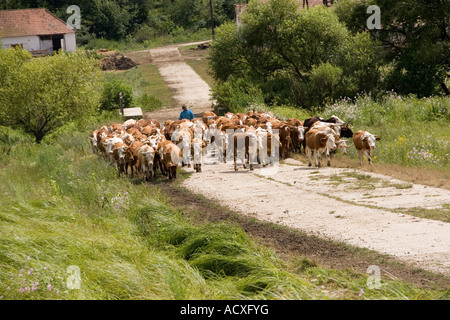 Melken Herde auf der Weide Weg zurück Stockfoto