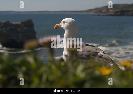 Möwe hinter Wildblumen mit Blick auf Meer und Felsen hinter Kellum Beach am Point Reyes National Seashore Stockfoto