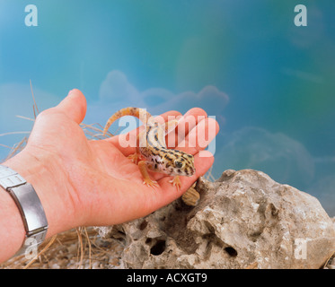 Frage mich, Gecko / riesigen Frosch Auge Gecko Stockfoto