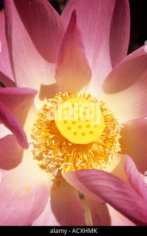 Lotusblume (Nelumbo Nucifera), Vietnam Stockfoto