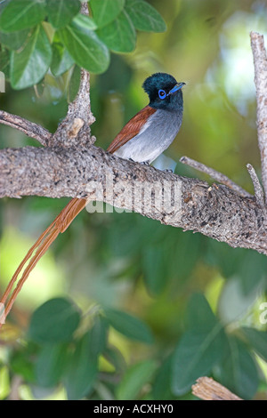 Afrikanische Paradise Flycatcher Stockfoto