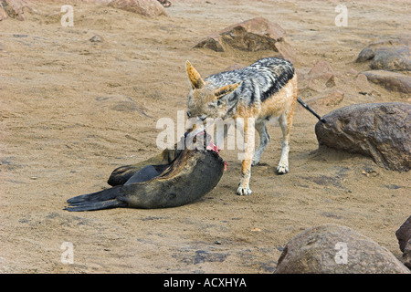 Black-backed Schakal Stockfoto