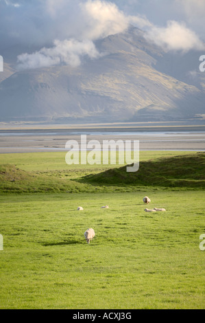 Eine Herde von Schafen auf der Weide grasen, von Stafafell in Richtung Vestrahorn, Lonsvik, in der Nähe von Höfn, Island aus gesehen Stockfoto
