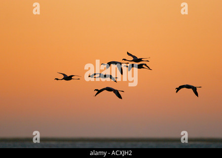 Rosaflamingo Stockfoto