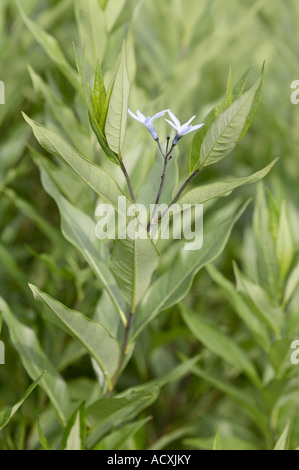 AMSONIA Tabernaemontana - Blätter östlichen Blaustern Blüte und Stengel Stockfoto