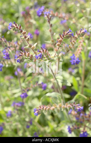 Pulmonaria Mollis - behaarte Lungenkraut blüht und ergibt sich Stockfoto