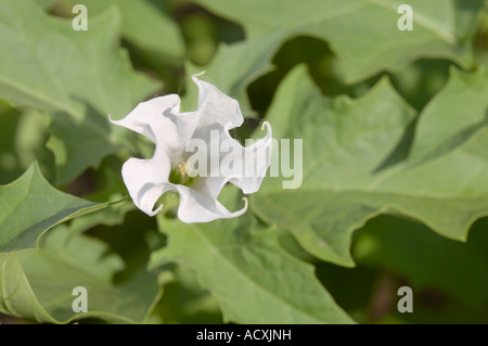 Datura Stramonium - Jimson Unkraut Blumen und Blätter Stockfoto