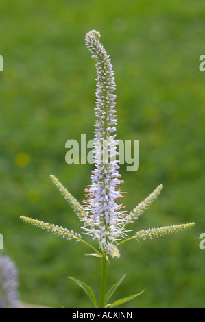Veronicastrum Virginicum Sibiricum - Culver's Root Blume Stockfoto