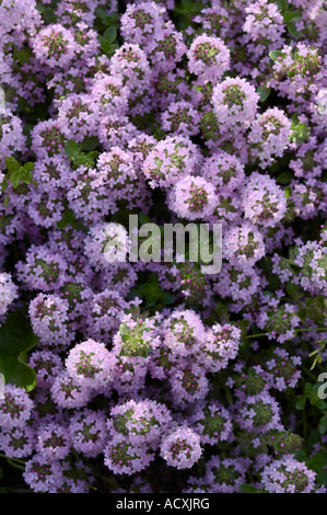 Thymus Serpyllum Tanaensis - wilder Thymian-Blüte Stockfoto
