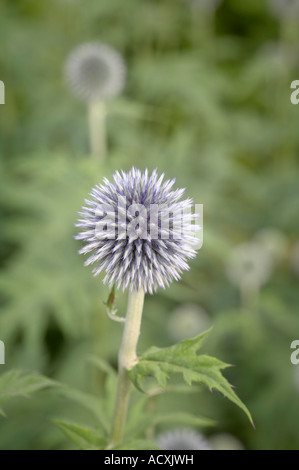 Ein angehender Globe Thistle - Echinops Ritro Blume gegen grüne Blätter Stockfoto