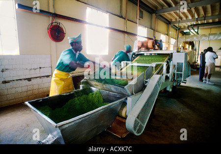 Bottiche der verarbeiteten frischen Tee Blätter über ein Förderband in Tee Verarbeitung Fabrik Kericho Kenia Stockfoto