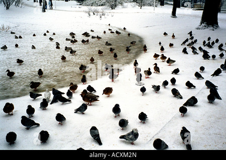 Enten und Tauben auf einem zugefrorenen Teich in einem Park im Winter, Poznan, Polen Stockfoto