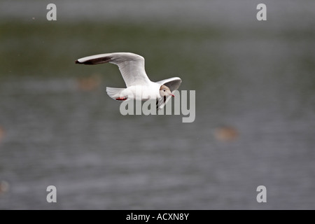 Black Headed Möwe im Flug Stockfoto