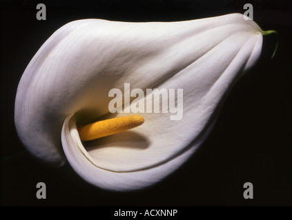 Vordere Ansicht Cala Lily auf schwarzem Hintergrund Stockfoto
